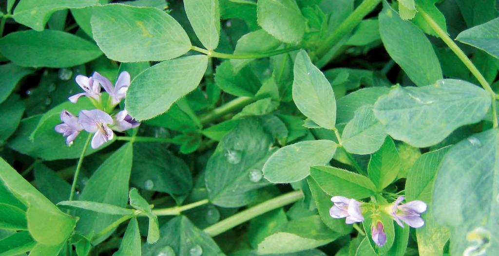 Lucerny siewne PLANET Odmiana od wielu lat sprawdzona i uznana wśród rolników na terenie całej Polski. W 2014 roku została wyróżniona złotym medalem na targach FERMA BYDŁA w Łodzi.