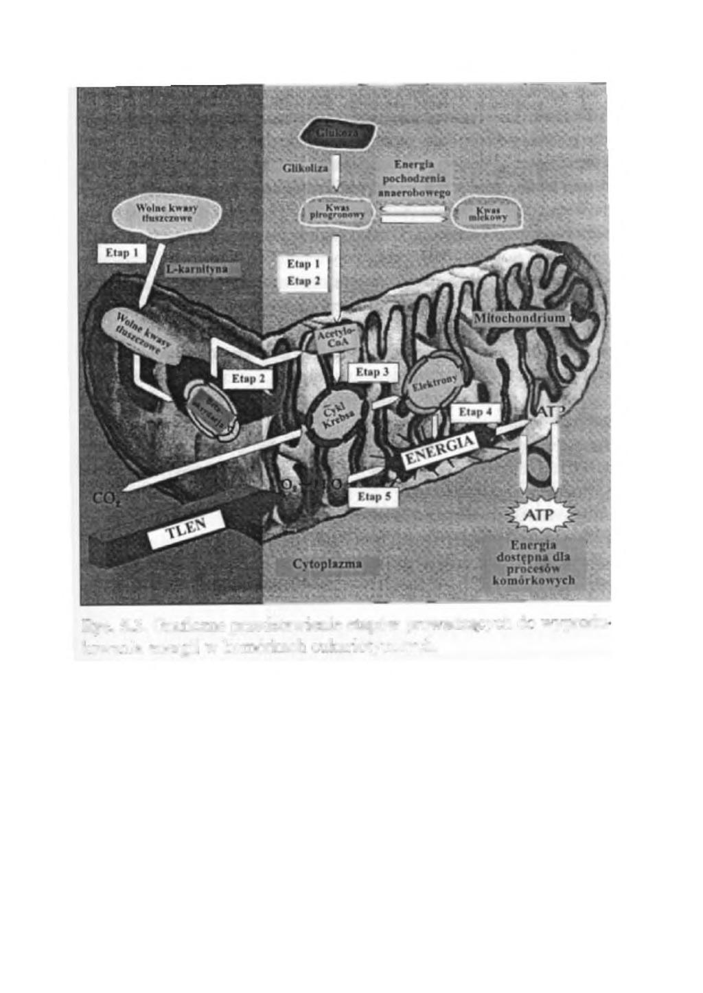 Ryc. 5.3. Graficzne przedstawienie etapów prowadzących do wyprodu kowania energii W komórkach eukariotycznych.