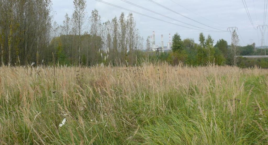 hermaphrodita 75 pojedyncze pędy, plonu nie oceniano Plon suchej masy [t/ha] Andropogon gerardi 204 5,69 66,08 3,76 Silphium perfoliatum 246 8,53 36,48 3,11