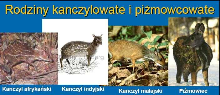 Kanczyle to bardzo małe przeżuwacze o wielu cechach pierwotnych, podobnych do tych, jakie mieli przodkowie jeleni. Żyją samotnie lub rodzinami.