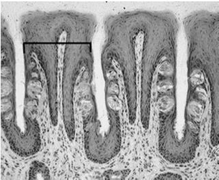 okolone Kubek smakowy - beczułkowata grupa walcowatych komórek nabłonkowych