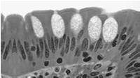 trójglicerydów i tworzenie lipoprotein: