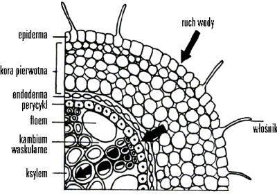 Transport wody z gleby do rośliny Pobór wody przez korzenie roślin wywołany jest różnicą potencjałów wody w glebie i