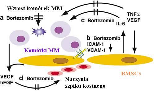 Bortezomib mechanizm działania