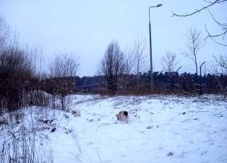 pendula), topoli osiki (Populus tremula) oraz sosny pospolitej (Pinus sylvestris). Stan zdrowotny drzewostanu określono ogólnie jako dobry. FOT. 3.