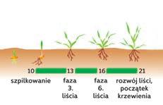 Strategia (SCS) PSZENICA w kolejnych fazach rozwojowych roślin PSZENICA pszenicy na stresy w fazie BBCH 10 21 ROZWÓJ LIŚCI POCZĄTEK KRZEWIENIA w fazie BBCH 10 21 Stymulatory i aktywatory zalecane w