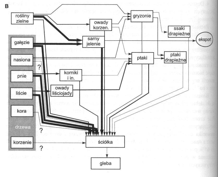 Ryc. 9. 11 B.