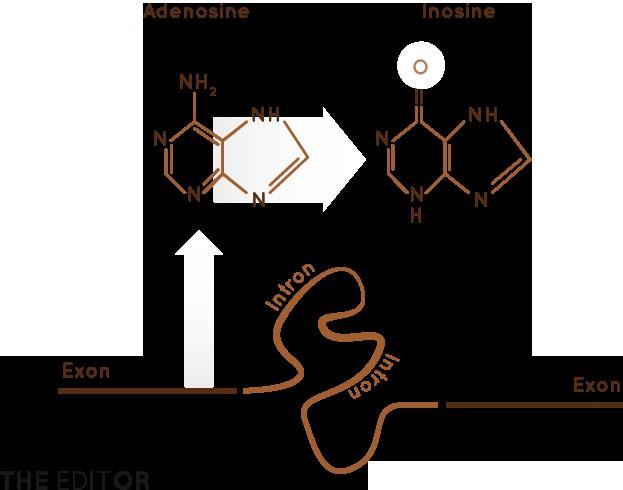 RNA: 1986-2000 Modyfikacje RNA Doświadczenia in vitro funkcjonalne