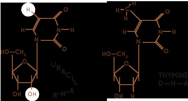 RNA: 1890-1950 RNA różni się od DNA Izolacja kwasów