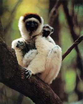 Indri.