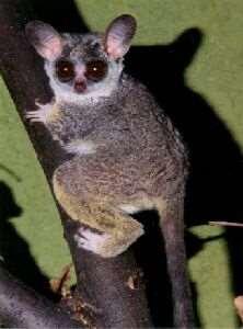 Galago senegalski (karłowaty)