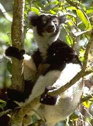 Lemuridae lemury właściwe Występują wyłącznie na Madagaskarze. Są to zwierzęta średniej wielkości (do 10kg). Żyją parami albo w większych grupach.