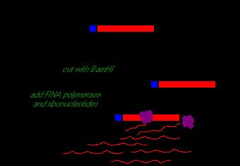 Znakowane cząsteczki RNA transkrypcja in vitro Wykorzystuje się polimerazy RNA z bakteriofagów SP6, T3, T7, które wymagają