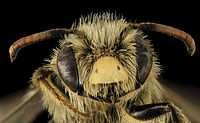 wydziela kroplę wydzieliny gruczołu żuwaczkowego, Pozostałe pszczoły postępują według tego śladu zapachowego Na rysunku najważniejsze gruczoły wydzielania zewnętrznego: L gruczoły wargowe, Ph