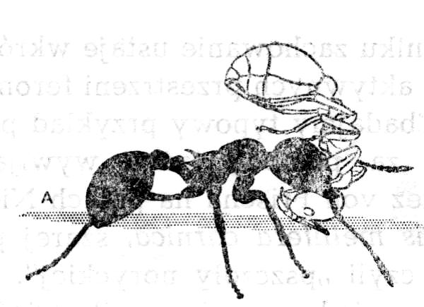 Transport dojrzałych osobników 149 Jeden ze sposobów rekrutacji używanych przez mrówki. Zachowanie to prawie wyłącznie ogranicza się do migracji do nowych miejsc gniazdowania.