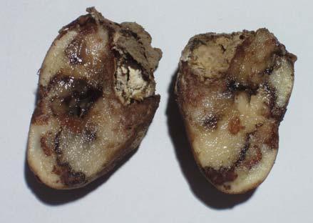 Parch srebrzysty nieregularne plamistości na powierzchni bulw Parch srebrzysty sprawcą jest grzyb Helminthosporium solani.