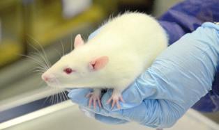 Mały zwierzak, wielka sprawa Czarne, brązowe, białe i zupełnie łyse. Myszy i szczury. Niektóre podatne na nowotwory, inne oporne na naświetlanie. To mieszkańcy Centrum Medycyny Doświadczalnej.
