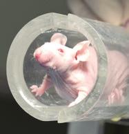 Szczep wsobny myszy BALB/ccmdb W 1913 roku Halsey J. Bagg z Memorial Hospital w Nowym Jorku opracował szczep o nazwie Bagg Albino. Następnie hodowane były wsobnie od 1923 roku przez McDowella.