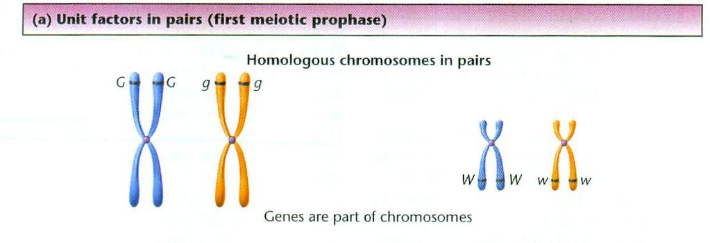 Geny i chromosomy Dwa allele genu dwa chromosomy homologiczne u organizmów