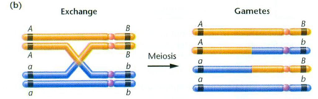 Mapowanie genów Aby powstały gamety zrekombinowane, crossing-over musi zajść pomiędzy genami (loci)