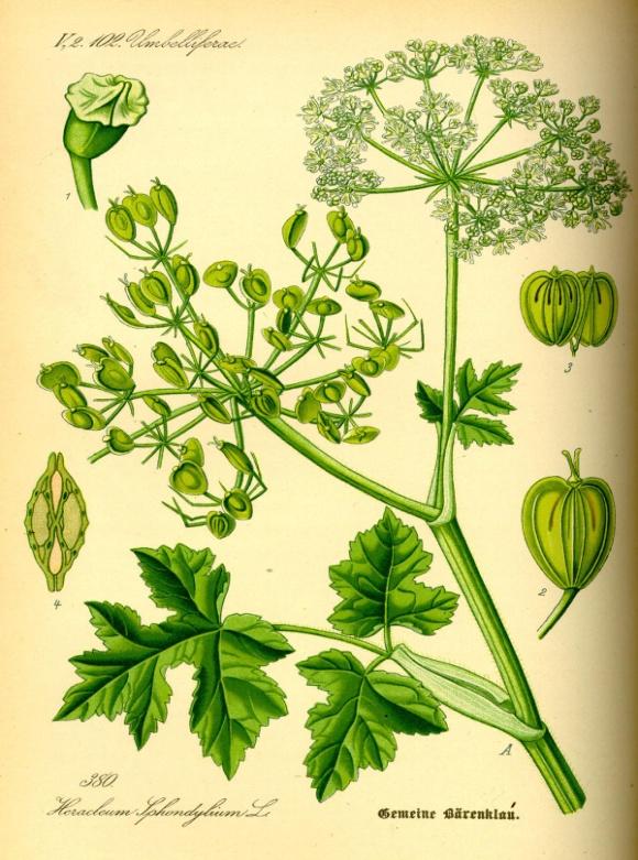 Gatunki, które mogą być pomylone z barszczami kaukaskimi to: barszcz zwyczajny (Heracleum sphondylium), barszcz syberyjski (Heracleum sphondylium ssp.