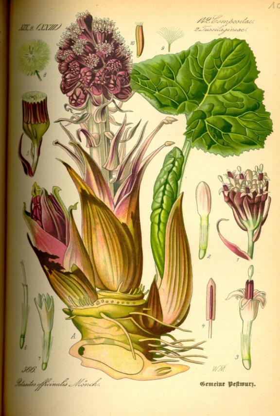 U barszczy kaukaskich kwiatostan przypomina parasol, natomiast u arcydzięgla litwor kwiatostan formuje się w kulę. Lepiężnik różowy (Petasites hybridus L.