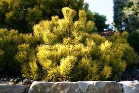 Pinus mugo