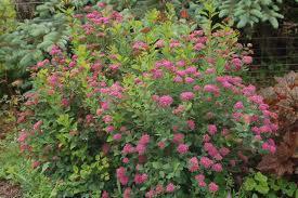 Spiraea