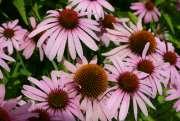 ] Gyalogsül-félék (Hystricidae) Jeżówka (Echinacea Moench) [rodzaj roślin należący do rodziny astrowatych. Gatunkiem typowym jest Echinacea purpurea (L.