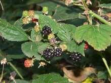 2303 Jeżyna krwista Rubus sanguineus Vérvörös szeder (Rubus sanguineus) [A valószínűsített égő csipkebokor : Moffat szerint bármelyik tüskés bokor lehetett az égő csipkebokor.