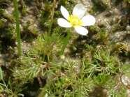 rendjéhez, ezen belül a boglárkafélék (Ranunculaceae) családjához tartozó faj] jaskier trawiasty (Ranunculus gramineus L.) (növ.