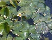 ] jaskier wiosenny, ziarnopłon wiosenny (Ranunculus aquaticus = Ficaria verna ); jaskier wodny (Ranunculus aquaticus);