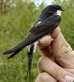 európai füstifecske (Hirundo rustica rustica) - Egész Európában ez az alfaj él, előfordul Észak-Afrikában, a Közel-Kelet egy részén, Közép-Ázsiában és Szibériában a Jenyiszej folyóig.