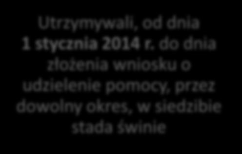 stada, nie więcej niż 2000 świń albo w tym dniu nie posiadali świń Utrzymywali,