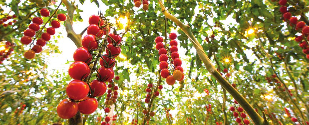 keczupowi Honingtomaten. Spotkał się on z bardzo entuzjastycznymi reakcjami. Nasz dział handlowy nawiązał pierwsze kontakty niezbędne dla pomyślnego wprowadzenia tego produktu na rynek.