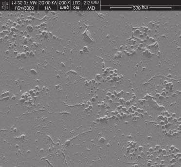 Powierzchnia warstwy AL (Al 2 O 3 >99,7%), obraz SEM detekcja