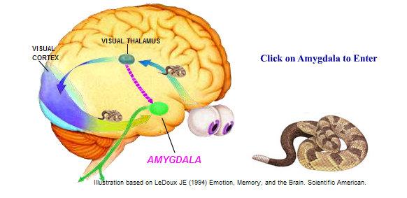 CIAŁO MIGDAŁOWATE (AMYGDALA) Struktura podkorowa, przynależna do układu limbicznego Zdaniem LeDoux: Mózg emocjonalny Pacjentka SM: uszkodzenia