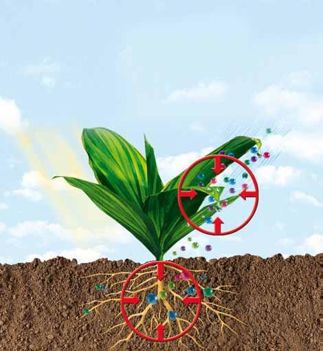 Działanie biostymulujące......poprzez aktywatory reakcji biologicznych, które mogą zmodyfi kować metabolizm rośliny tak, że staje się ona lepiej przystosowana do warunków środowiska.