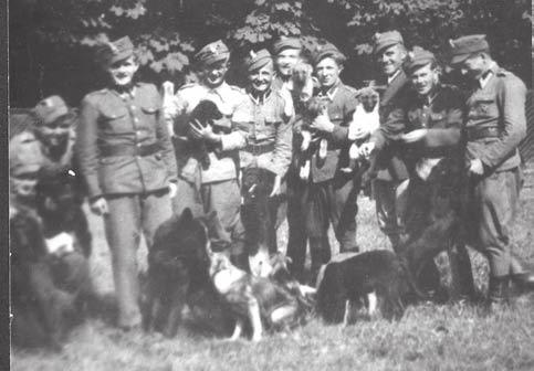 60-lecie zakładu kynologii policyjnej Fot. archiwum ZKP Hodowla z 1946 r., pierwszy miot, Słupsk Pierwszy kurs tresury 10.06 10.11.1946 r., Słupsk pod kierownictwem sanitariusza plut.