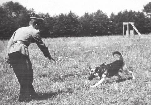 60-lecie zakładu kynologii policyjnej historia zakładu cjonariuszy. Do 1 września 1958 r. Zakładem kierował dotychczasowy Komendant, po którym stanowisko objął mjr Tadeusz Antoniszczak.