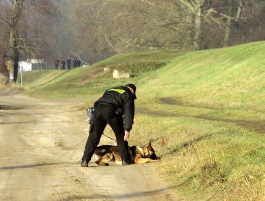 Wybór psa do tresury specjalistycznej, w której wykorzystuje się zdolność węchową, w głównej mierze jest uwarunkowane predyspozycjami określonej rasy i jej dostępnością w danym kraju.