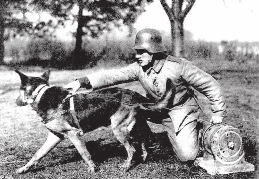 kynologia policyjna Fot. 5. ON jako pies kablowy Źródło: M. von Stephanitz, Der deutche Schäferchund in Worte und Bild, Jena 1932 r. Fot. 6. ON jako pies meldunkowy Źródło: M.