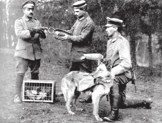 Fot. 8. ON jako przewodnik Źródło: M. von Stephanitz, Der deutche Schäferchund in Worte und Bild, Jena 1932 r. Fot. 9. ON jako pies sanitarny Źródło: M.