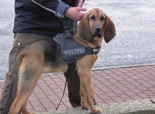 Przeprowadzenie testu musi się odbywać w warunkach zbliżonych do późniejszej pracy psa. Ścieżka powinna przebiegać głównie przez twarde podłoże, rejony miejskie i zawierać kilka zmian kierunków.