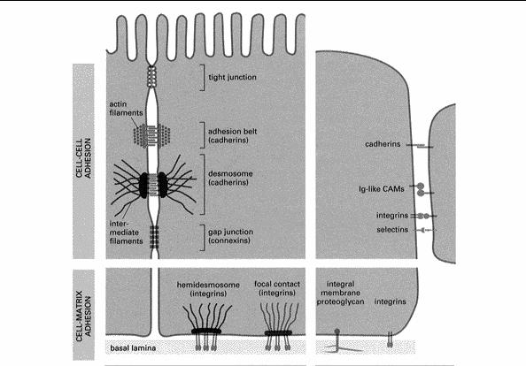 łączenie się komórek połączenia międzykomórkowe cząsteczki adhezyjne cząsteczki adhezyjne CAM-cell adhesion molecules białka integralne błon