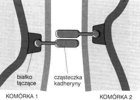 adhezyjne (kadheryny) glikoproteina