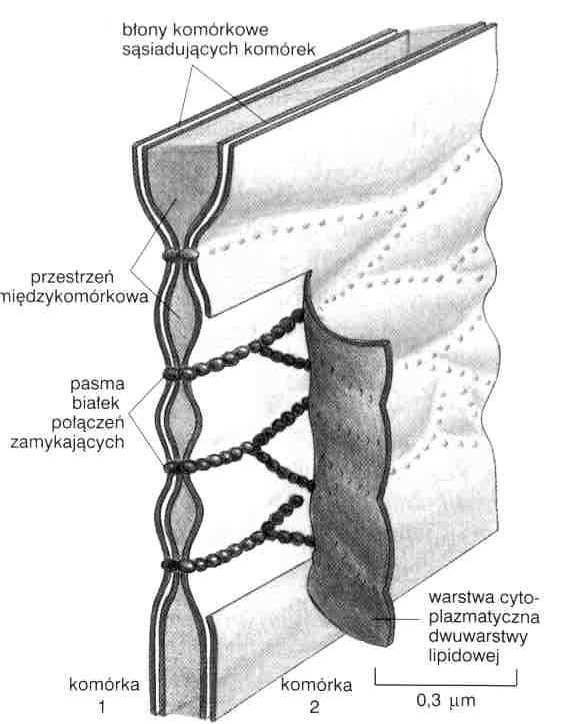 zespolenie zewnętrznych warstw błon (fuzja) sąsiednich komórek wzmocnione białkami