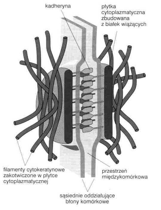 połączenia zwierające -desmosomy kadheryny glikoproteiny