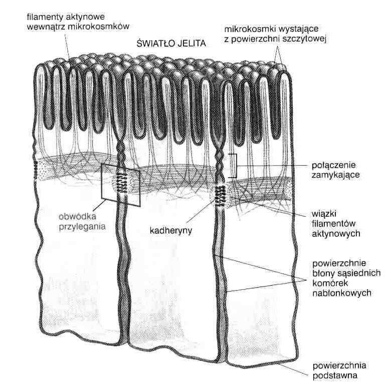 połączenia zwierające połączenia przylegające komórki nabłonkowe kardiomiocyty komórki mięśni gładkich kadheryny kateniny mikrofilamenty połączenia
