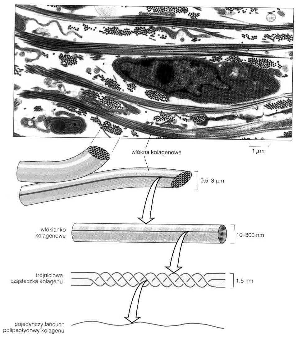 . Cząsteczka kolagenu: długość sztywność trójniciowa struktura grube włókna pęczki sieci